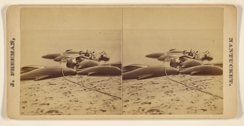 [Blackfish, Nantucket, Aug 13, 1874.]