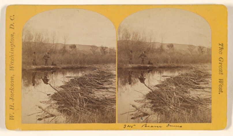 [Beaver Dams]