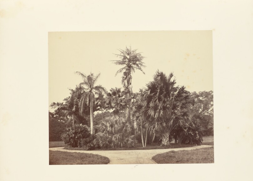 Palms