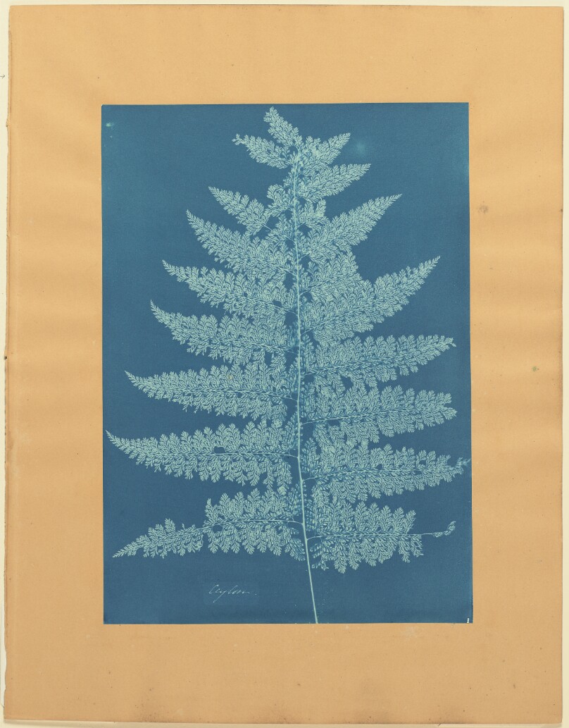 Ceylon/Fern