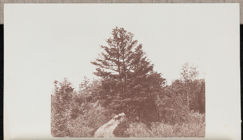 White Pine standing on the Entrance to a Wood in Melrose