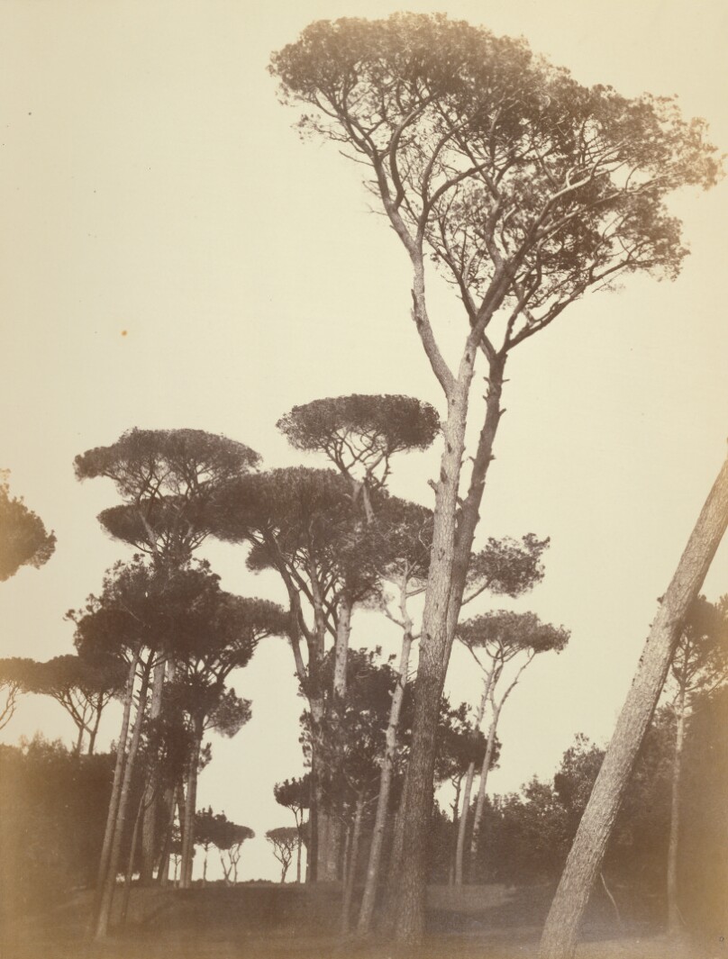 [Pines in the Borghese Garden, Rome]