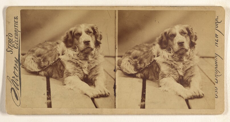 [Dog resting on wood floor]