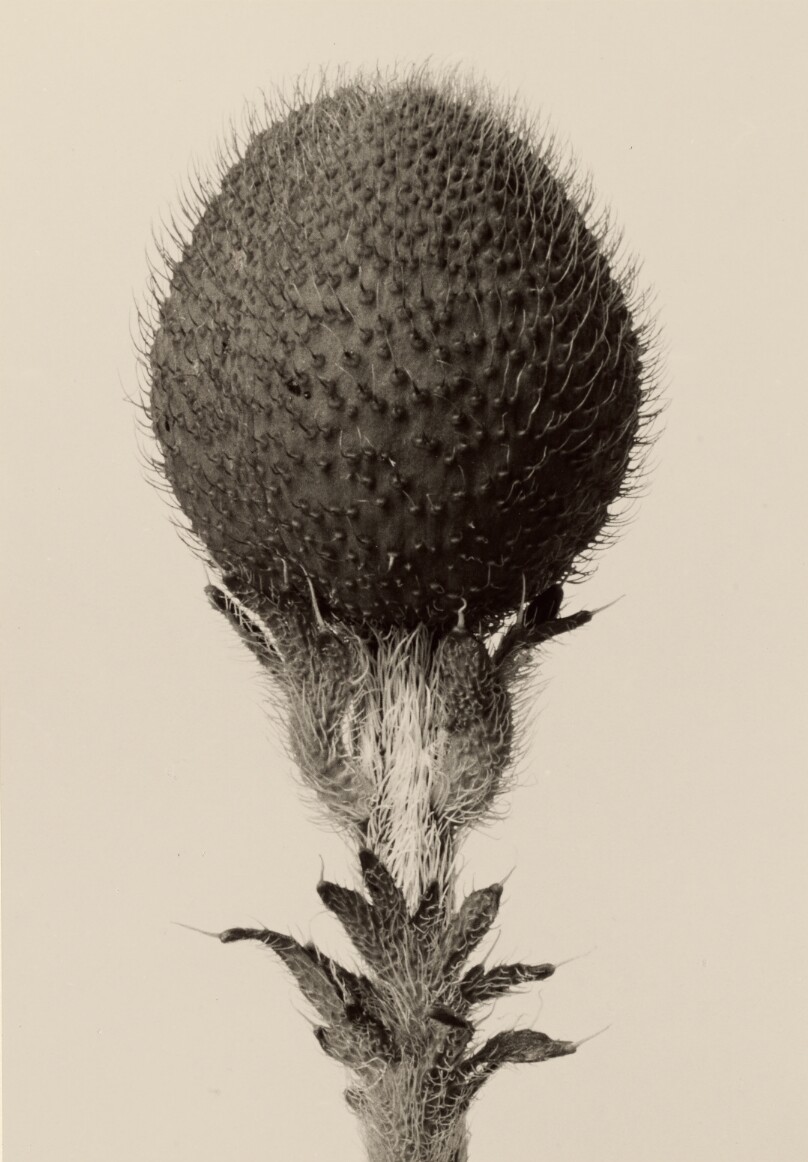 [Thorned bulbous plant]