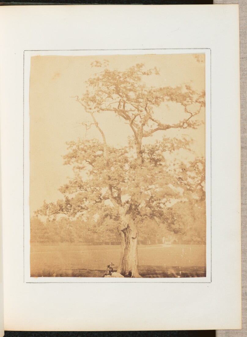 [A Woman Resting Under a Tree]