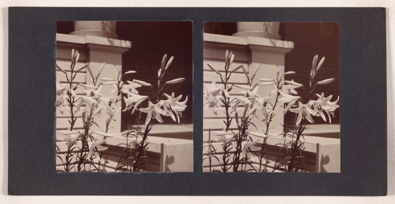 [Lilies]