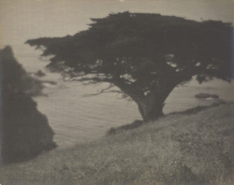 [Monterey Cypress Tree]