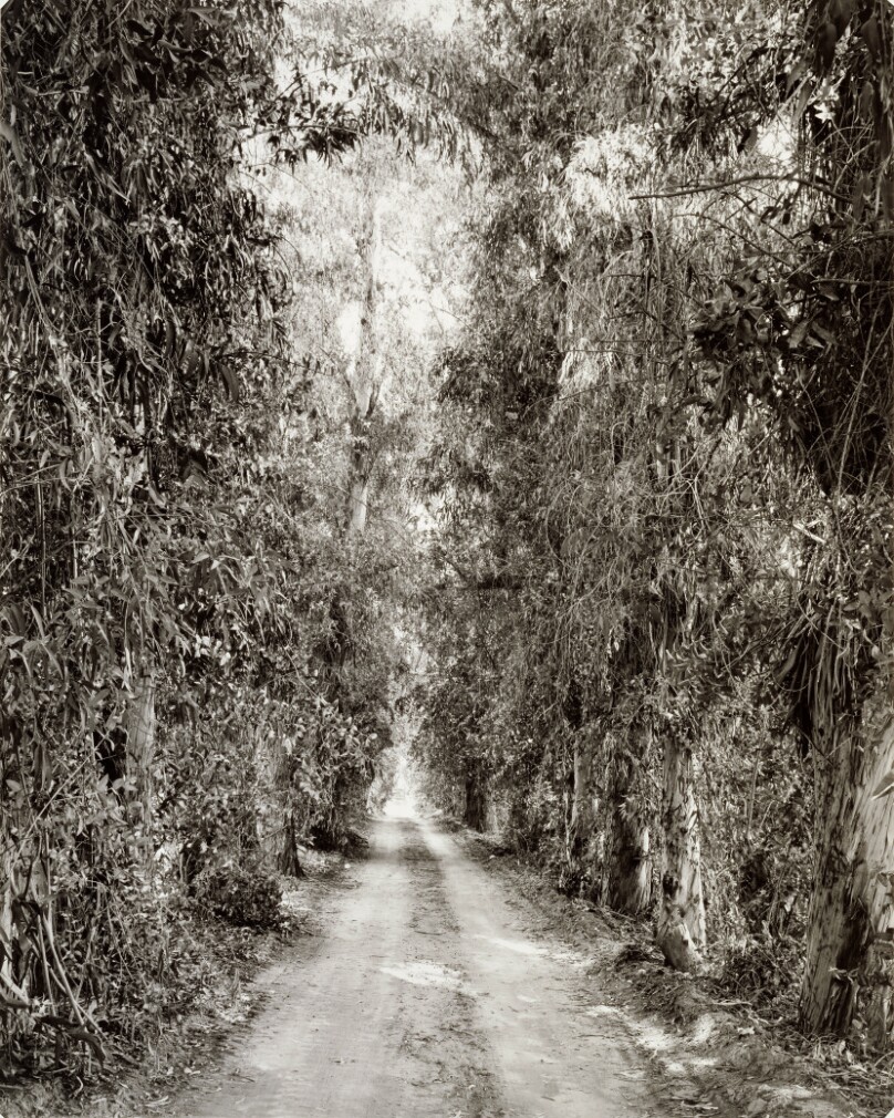 Eucalyptus Alley, Grand Terrace, California