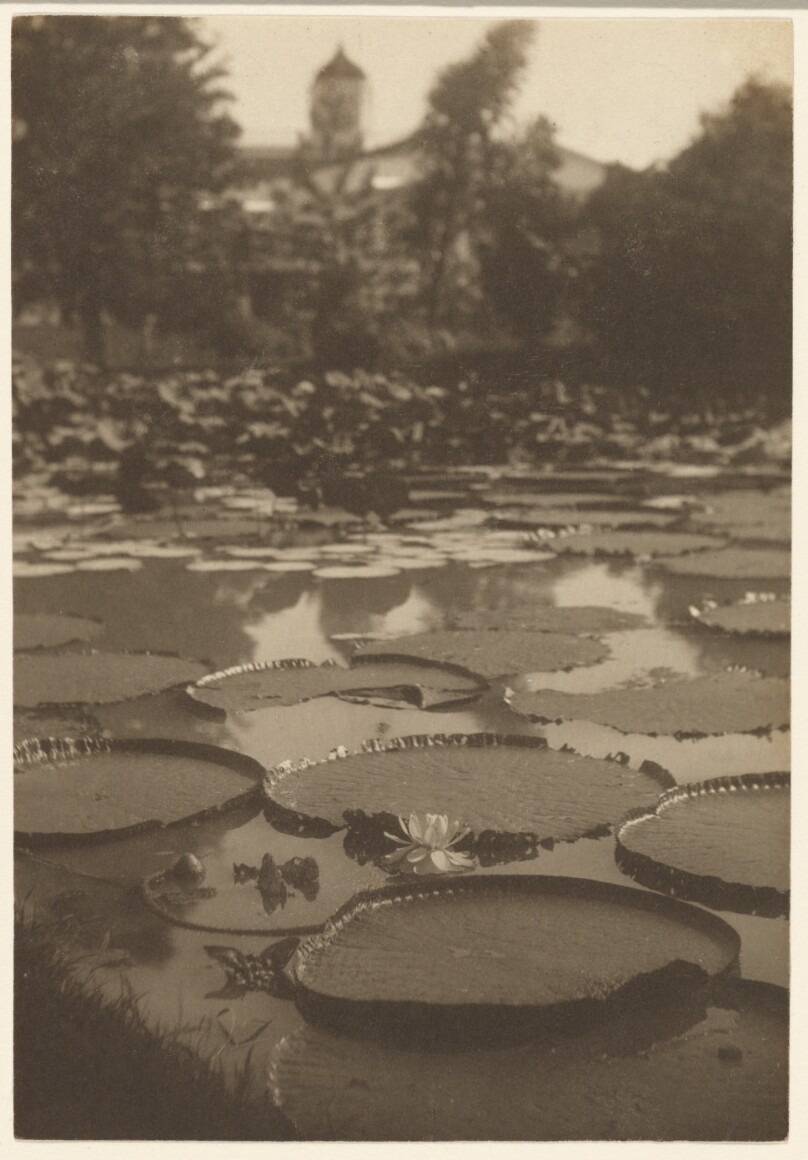 [Lily Pads]