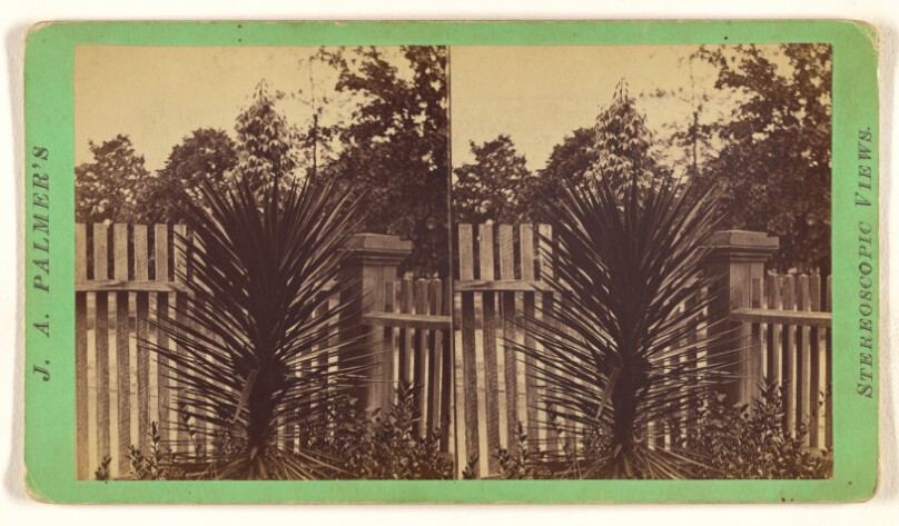 [Spanish Bayonet in bloom]