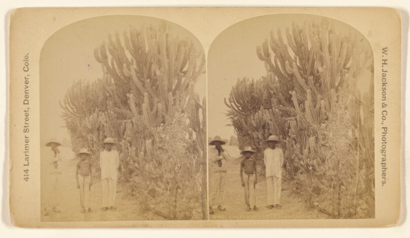 Cactus Hedge. Salamanca.
