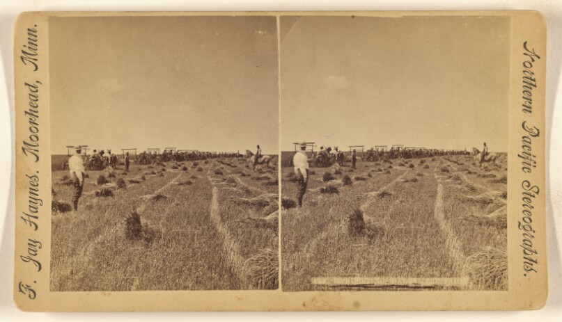 Harvesting Dalrymple Farm.