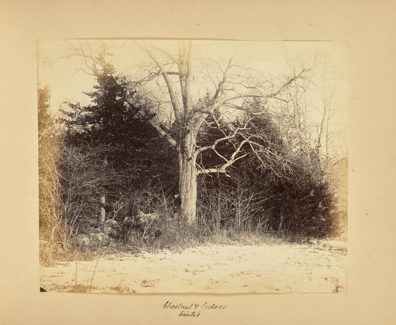 Chestnut and Cedars - Winter