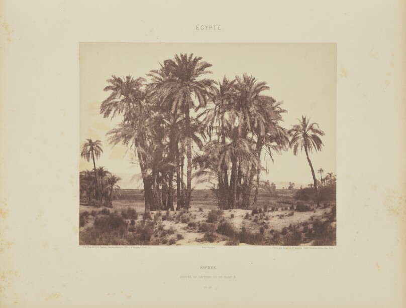 Karnak. Groupe de Dattiers vu du Point A