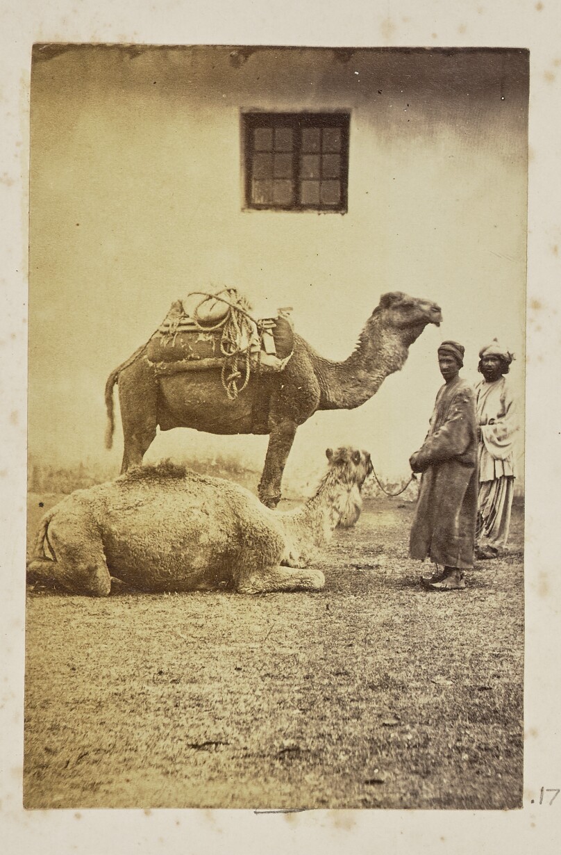 [Two camels with their handlers]