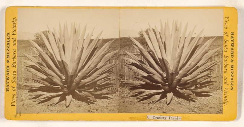 Century Plant - [Santa Barbara, California]