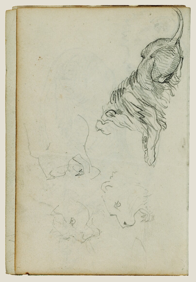 Four lion studies
