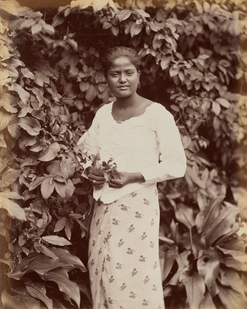 Singhalese