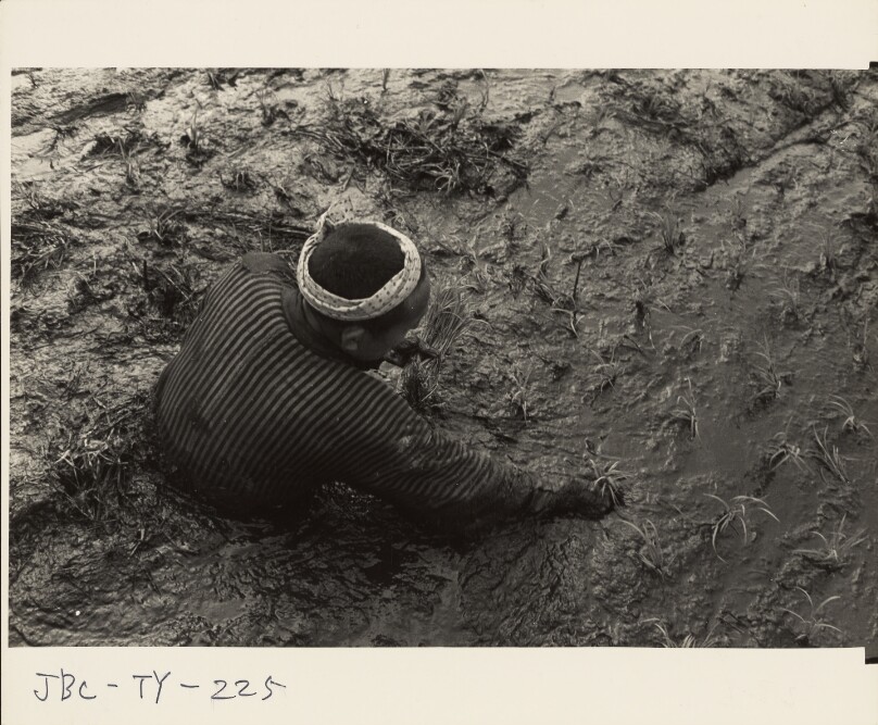 Rice Planting, Toyama Prefecture