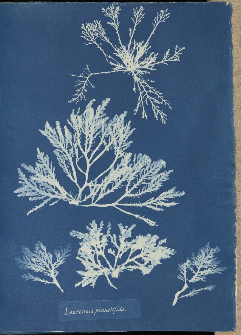 Laurencia pinnatifida.