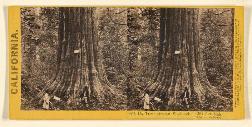 Big Tree - George Washington; 284 feet high, 52 feet circumference.