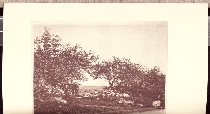 Apple-trees in the Nook of an old Orchard in Danvers