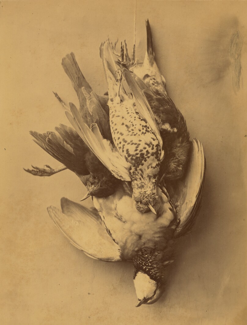 [Still life of Birds]