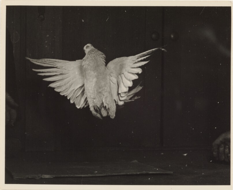 Tumbler Pigeons