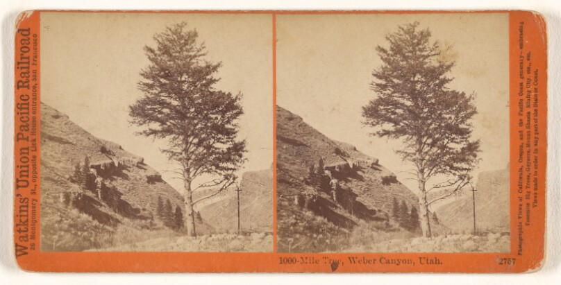 1000-Mile Tree, Weber Canyon, Utah.