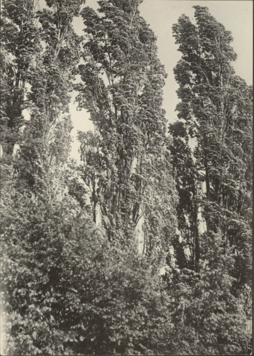 [Trees]