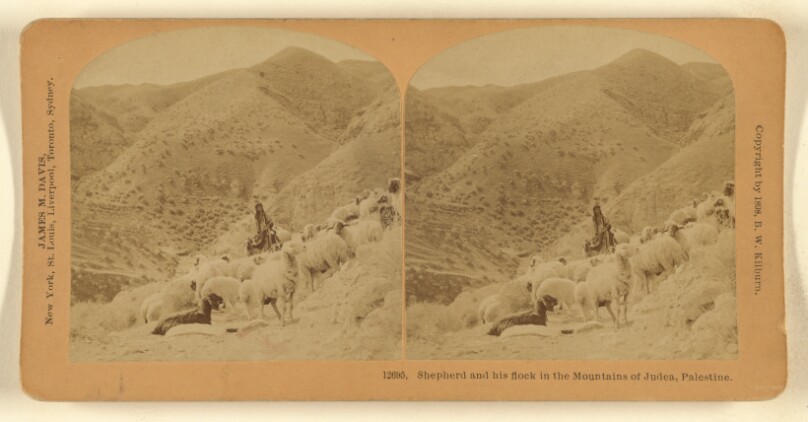 Shepherd and his flock in the Mountains of Judea, Palestine.