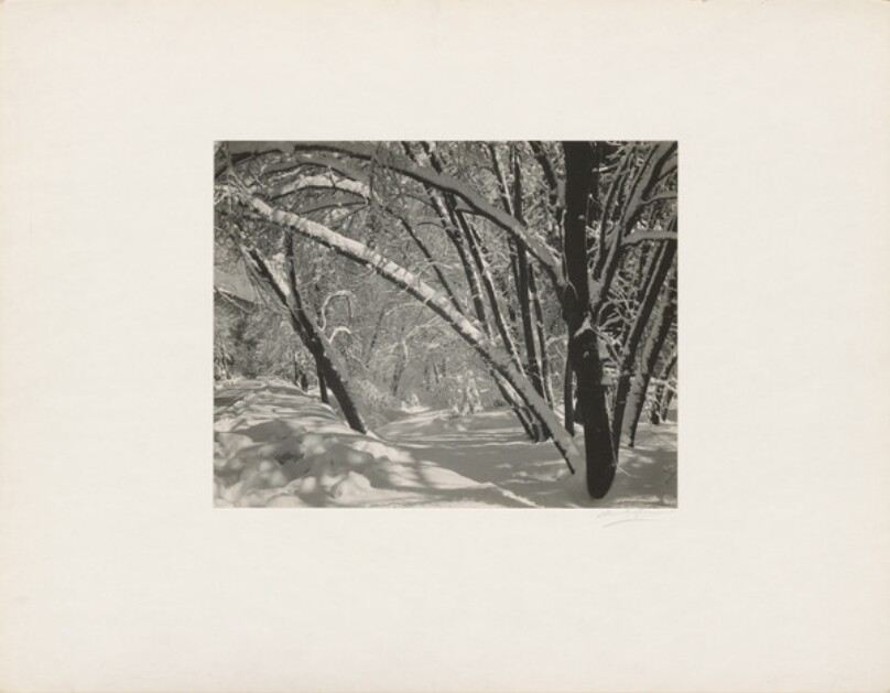 [Trees, Winter, Yosemite National Park]