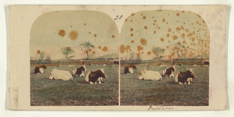 [Cows in pasture]