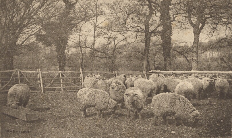 An Autumn Pastoral