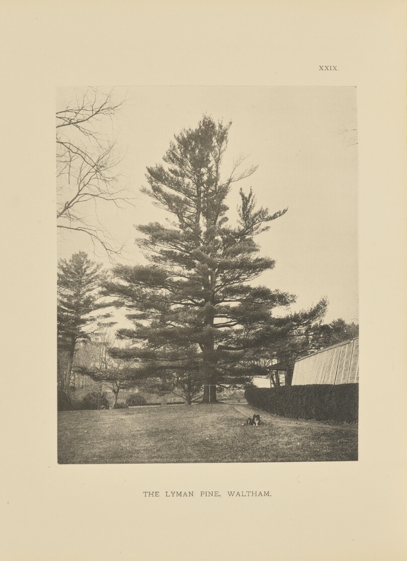 The Lyman Pine, Waltham