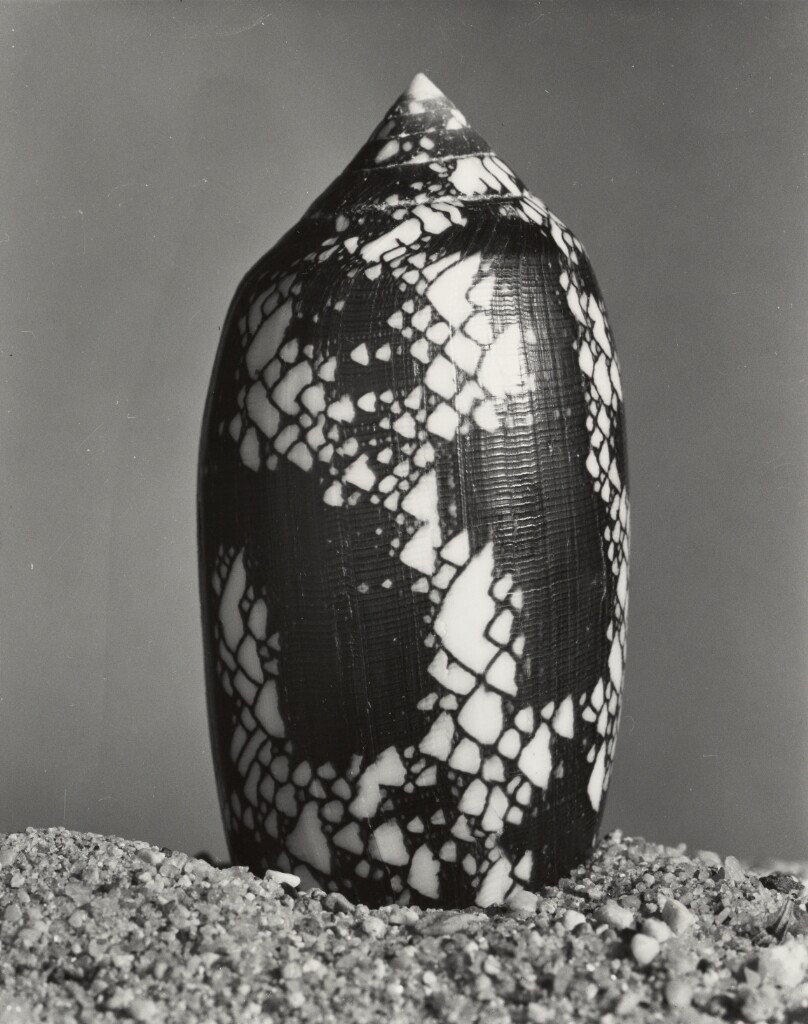 Shell (black and white scale design)