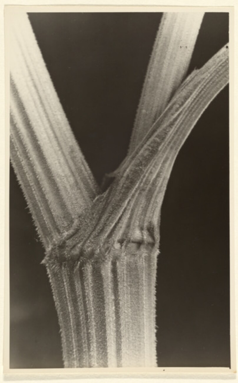 Heracleum spondylium, Barenklau, Stengel