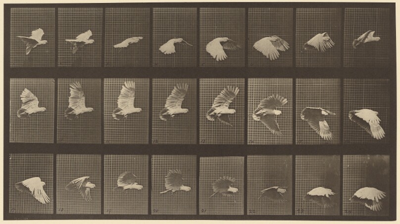 Animal Locomotion