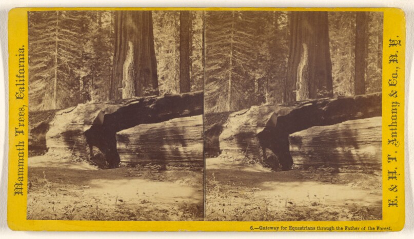 Gateway for Equestrians through the Father of the Forest.
