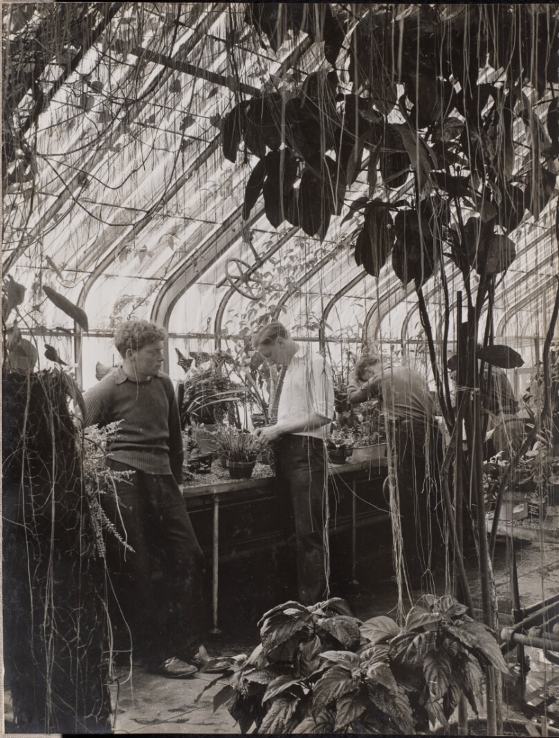 [Three men stand in a greenhouse]