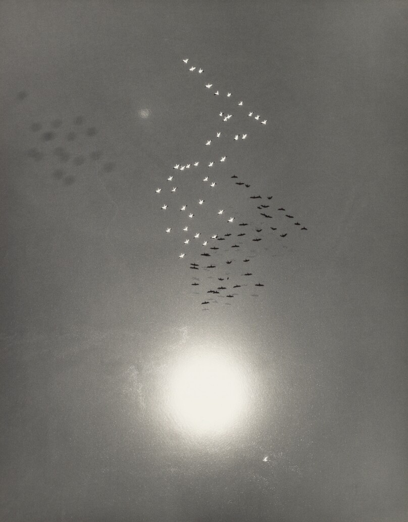 [Snow Geese with Reflection of the Sun over Buena Vista Lake, California]