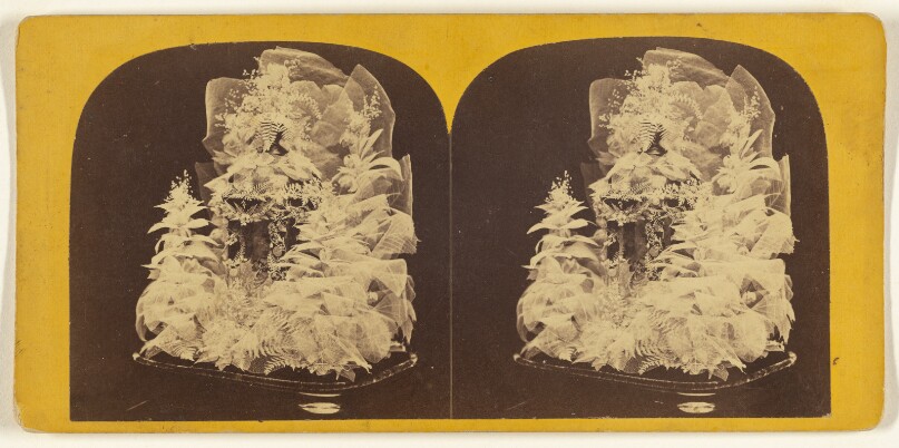 Beautiful Study in Skeleton Leaves.