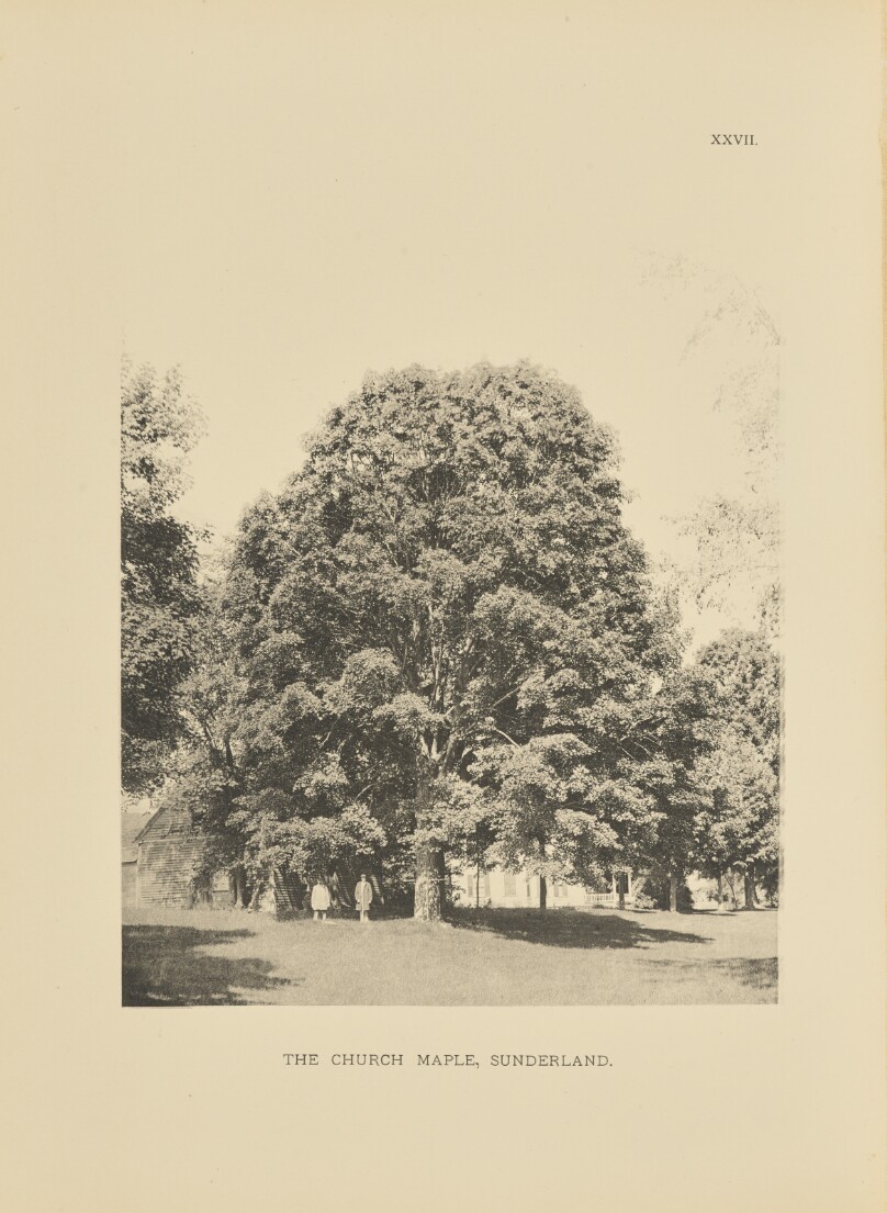 The Church Maple, Sunderland