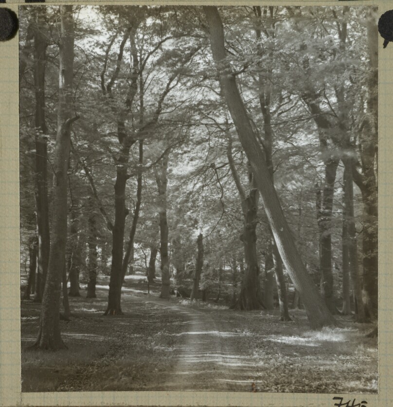 [Tree-lined path in park, possibly Redland Woods]