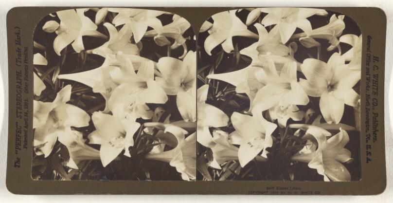 Easter Lilies.