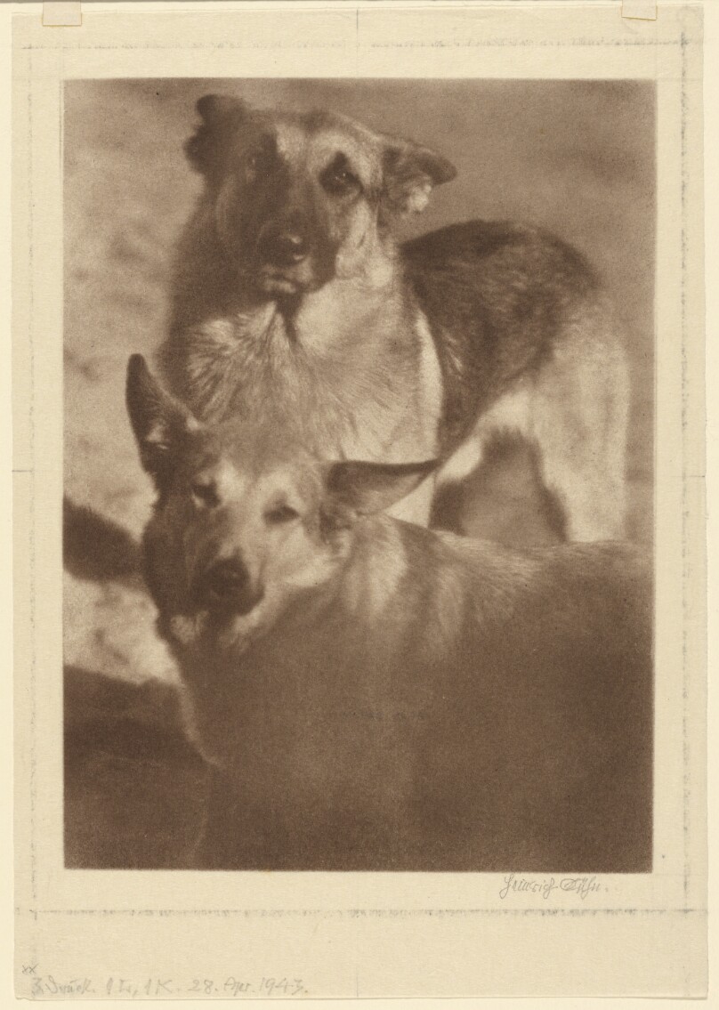[Two Dogs]