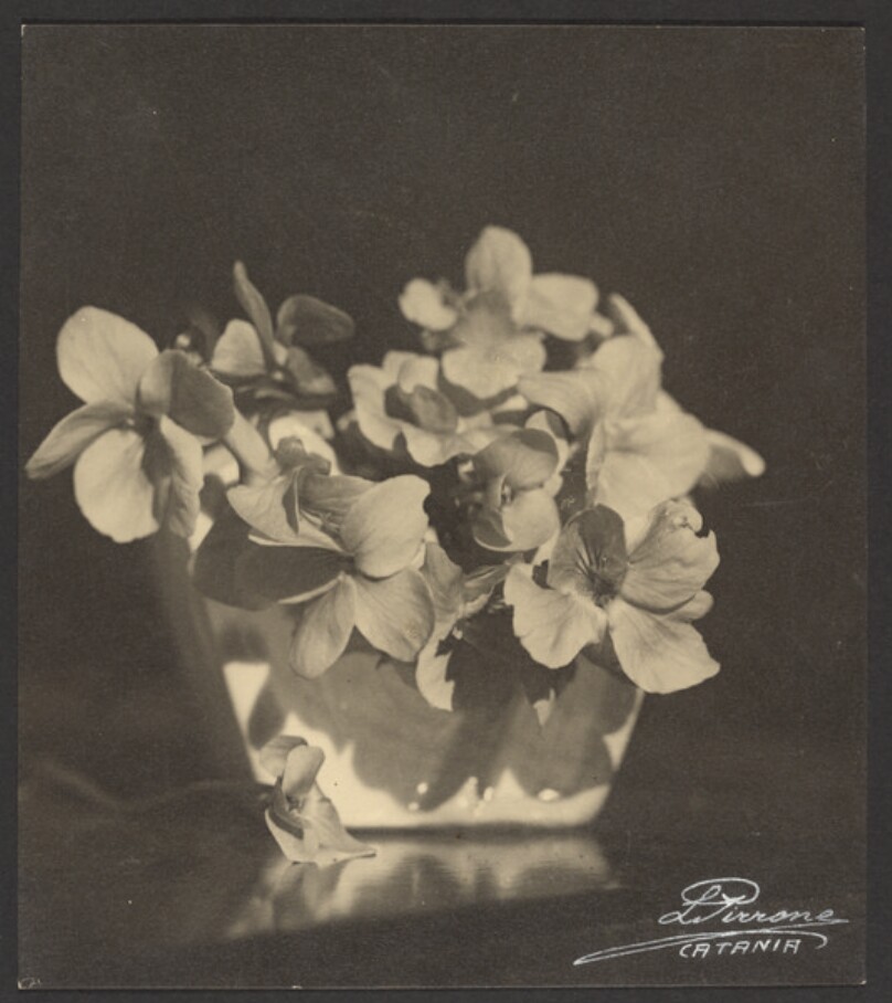 [Flowers]