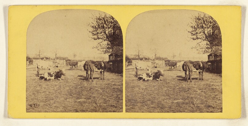 [Cows within fenced area]