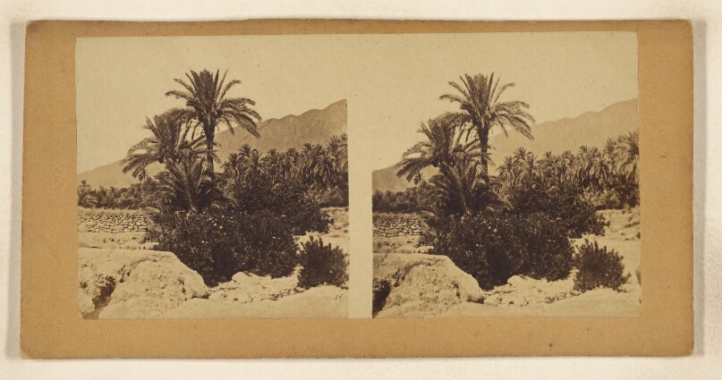 [Palmiers a Beskra, Algerie]