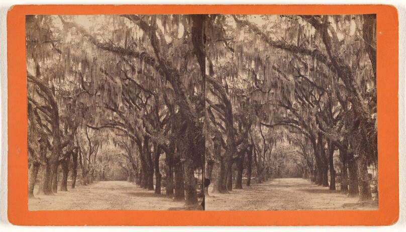 [Bonaventure, Savannah, Georgia, One of the original roads in "Bonaventure"]